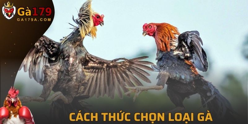 Các thức lựa chọn loại gà