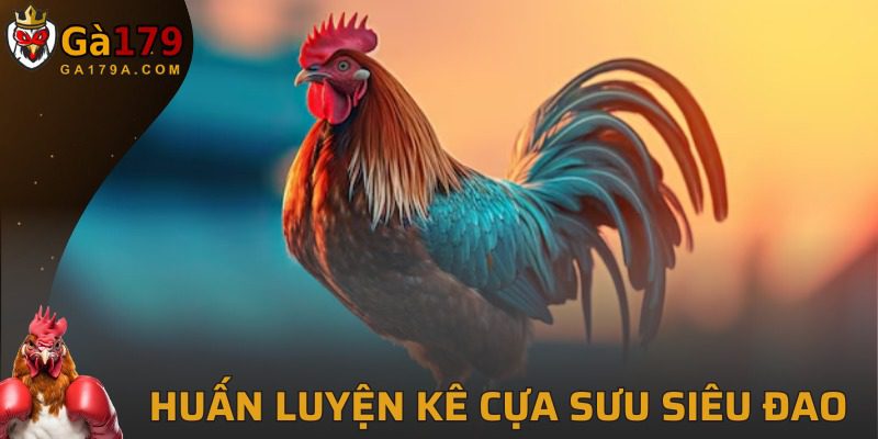 Cách huấn luyện chiến kê chuẩn chỉ, mạnh mẽ