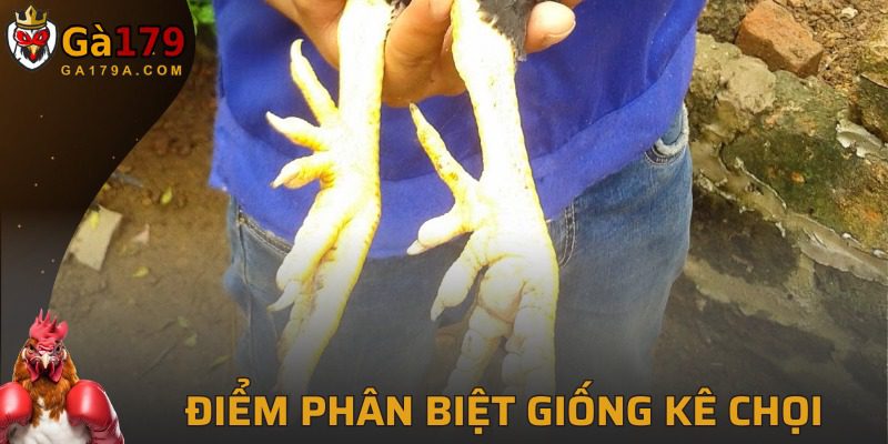 Cách nhận dạng gà chọi đặc biệt tại GA179