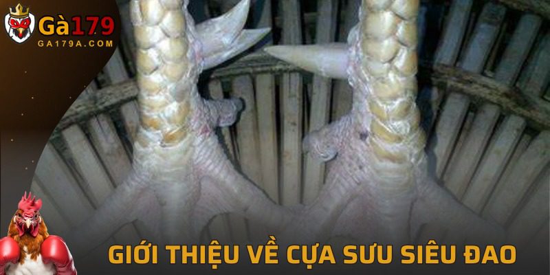 Cựa sưu siêu đao được nhiều người ưa chuộng tại GA179
