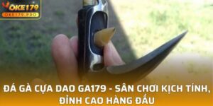 Đá Gà Cựa Dao