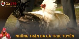Đá Gà Trực Tuyến