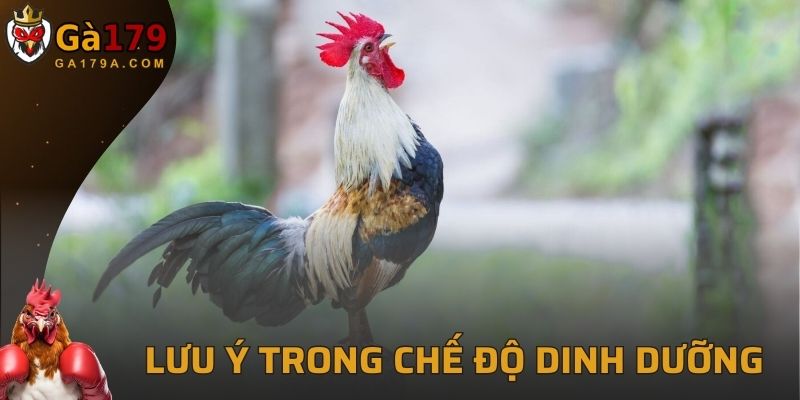 Lưu ý cần biết khi thiết lập chế độ dinh dưỡng cho chiến kê