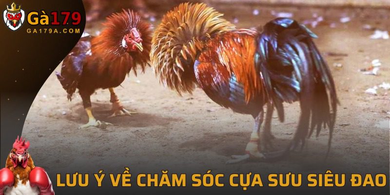 Vài điểm cần chú ý khi dùng cựa sưu siêu đao